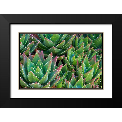 Succulents III Black Modern Wood Framed Art Print with Double Matting by Frates, Dennis