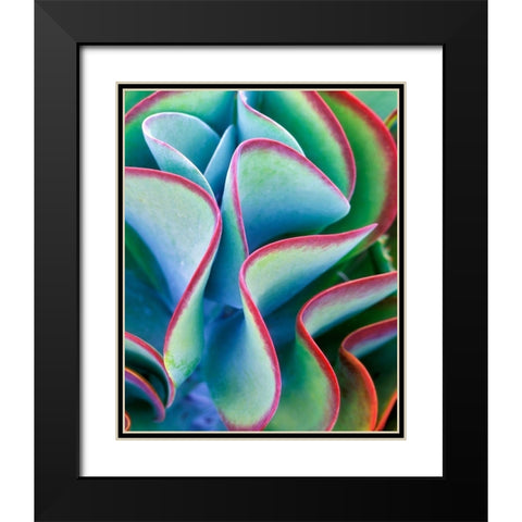 Succulent VII Black Modern Wood Framed Art Print with Double Matting by Frates, Dennis