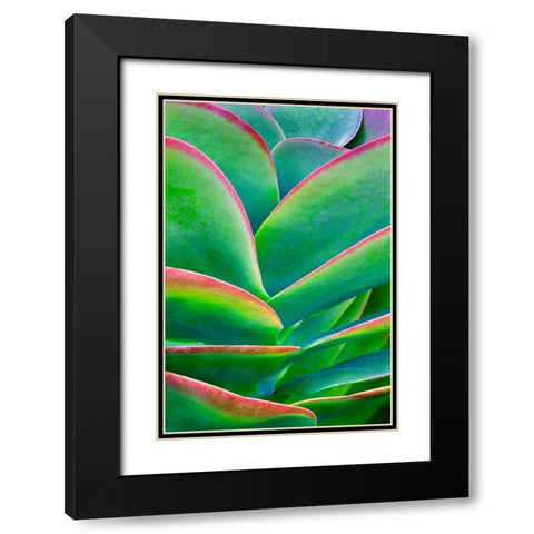 Succulent VIII Black Modern Wood Framed Art Print with Double Matting by Frates, Dennis
