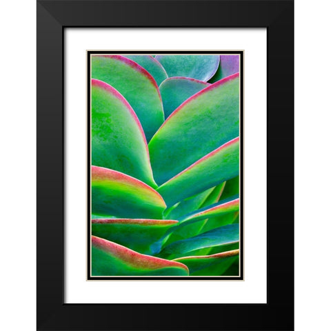 Succulent VIII Black Modern Wood Framed Art Print with Double Matting by Frates, Dennis