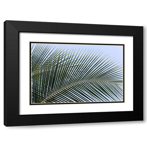 Tropical Black Modern Wood Framed Art Print with Double Matting by Frates, Dennis