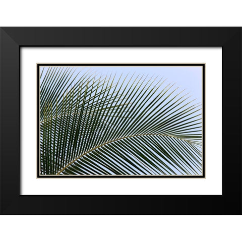 Tropical Black Modern Wood Framed Art Print with Double Matting by Frates, Dennis