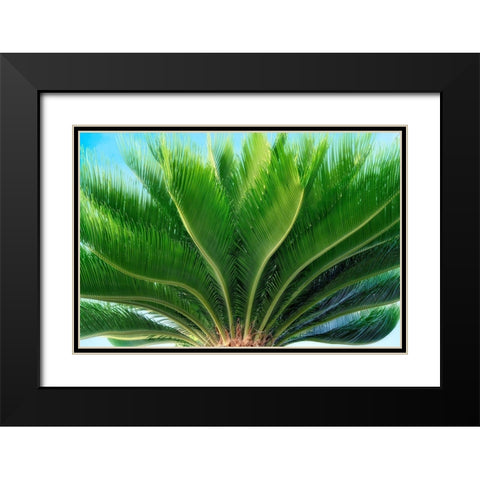 Tropical III Black Modern Wood Framed Art Print with Double Matting by Frates, Dennis