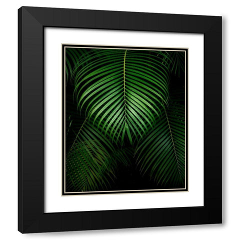 Tropical IV Black Modern Wood Framed Art Print with Double Matting by Frates, Dennis