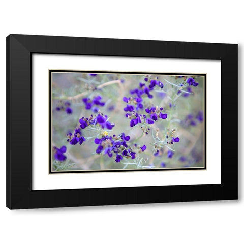 Purple Flowers Black Modern Wood Framed Art Print with Double Matting by Frates, Dennis