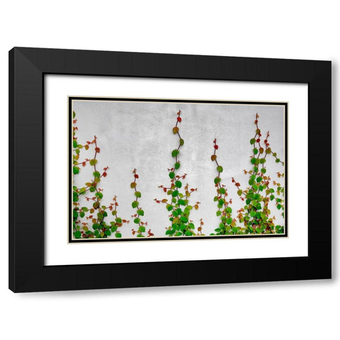 Vine Black Modern Wood Framed Art Print with Double Matting by Frates, Dennis