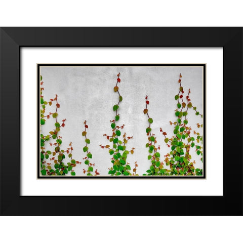 Vine Black Modern Wood Framed Art Print with Double Matting by Frates, Dennis