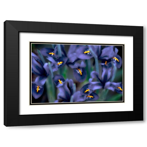 Irises Black Modern Wood Framed Art Print with Double Matting by Frates, Dennis