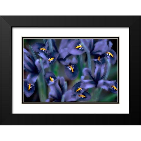 Irises Black Modern Wood Framed Art Print with Double Matting by Frates, Dennis