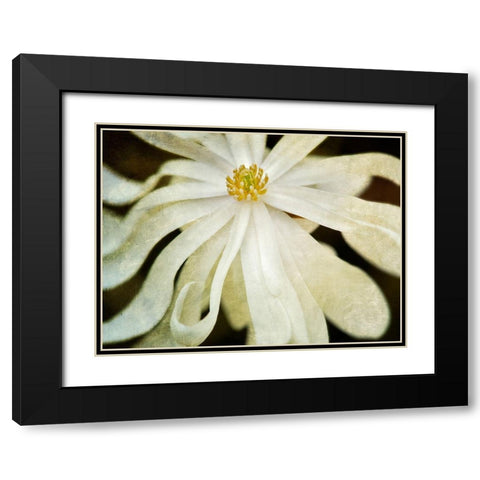 White Flower Black Modern Wood Framed Art Print with Double Matting by Frates, Dennis