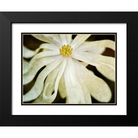 White Flower Black Modern Wood Framed Art Print with Double Matting by Frates, Dennis
