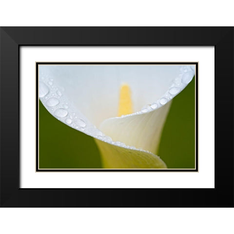 White Flower II Black Modern Wood Framed Art Print with Double Matting by Frates, Dennis