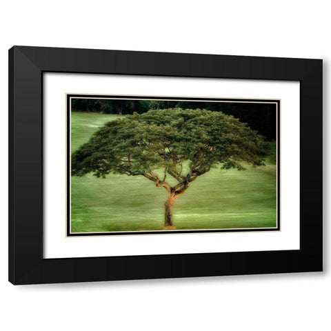 Single Tree Black Modern Wood Framed Art Print with Double Matting by Frates, Dennis