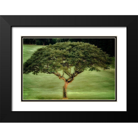 Single Tree Black Modern Wood Framed Art Print with Double Matting by Frates, Dennis