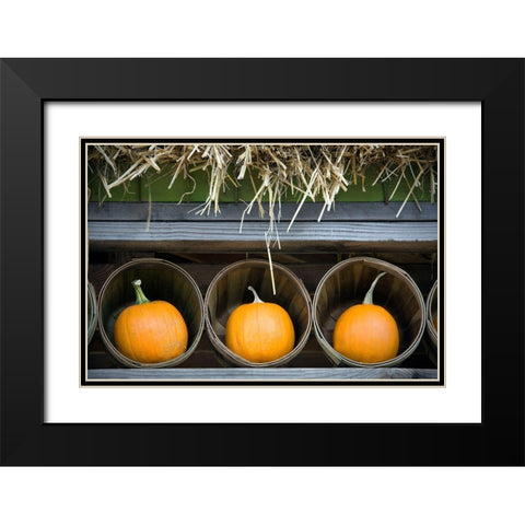Pumpkins Black Modern Wood Framed Art Print with Double Matting by Frates, Dennis