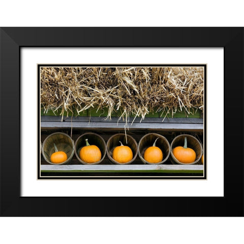 More Pumpkins Black Modern Wood Framed Art Print with Double Matting by Frates, Dennis