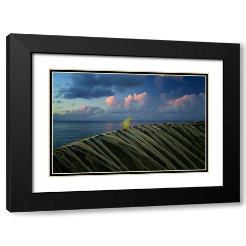 Paulie Black Modern Wood Framed Art Print with Double Matting by Frates, Dennis