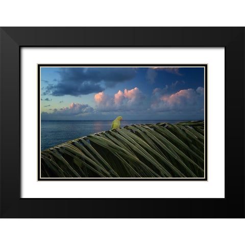 Paulie Black Modern Wood Framed Art Print with Double Matting by Frates, Dennis