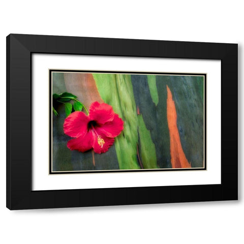 Hibiscus Black Modern Wood Framed Art Print with Double Matting by Frates, Dennis
