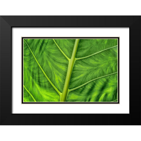Leaf Details Black Modern Wood Framed Art Print with Double Matting by Frates, Dennis