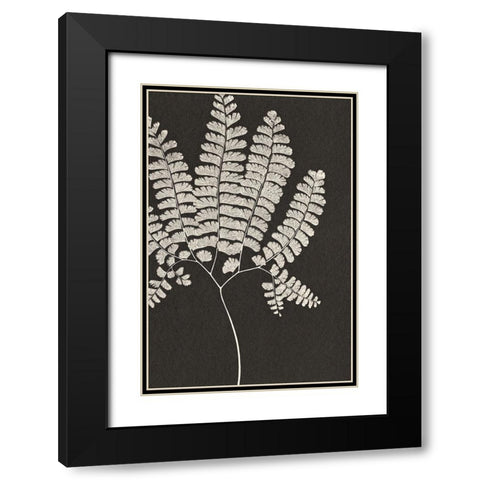 Vintage Ferns IV Black Modern Wood Framed Art Print with Double Matting by JJ Design