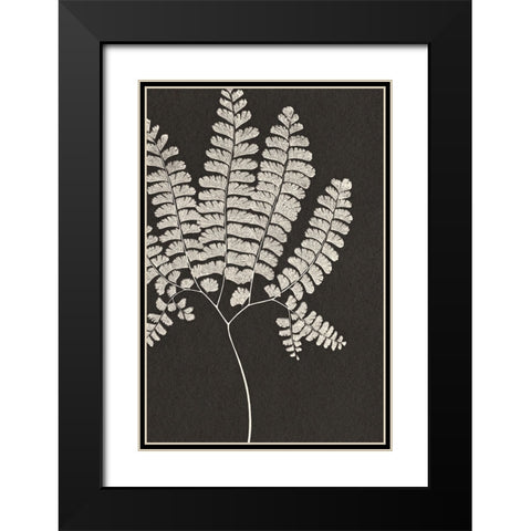 Vintage Ferns IV Black Modern Wood Framed Art Print with Double Matting by JJ Design