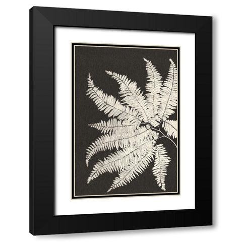 Vintage Ferns V Black Modern Wood Framed Art Print with Double Matting by JJ Design