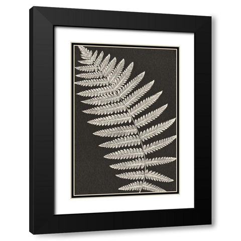 Vintage Ferns VI Black Modern Wood Framed Art Print with Double Matting by JJ Design