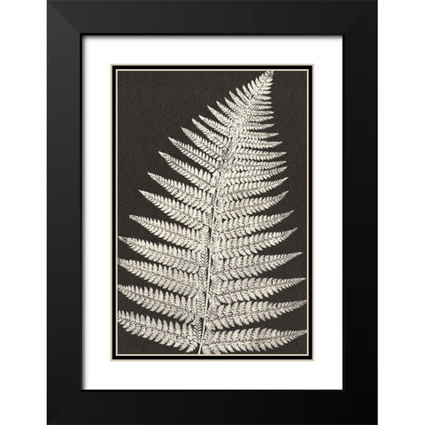 Vintage Ferns VII Black Modern Wood Framed Art Print with Double Matting by JJ Design