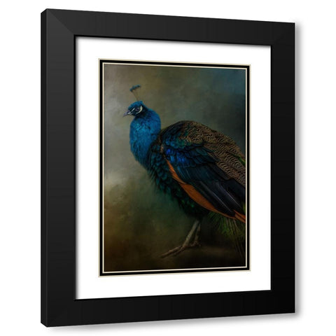 Proud Peacock  Black Modern Wood Framed Art Print with Double Matting by Parker, Kelley