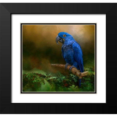 Paradise Perch Black Modern Wood Framed Art Print with Double Matting by Parker, Kelley