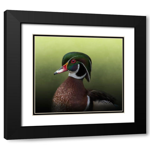 A Duck of Many Colors Black Modern Wood Framed Art Print with Double Matting by Parker, Kelley