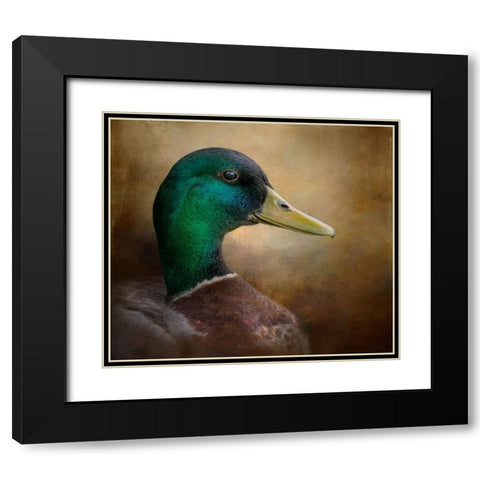 Magnificent Mallard Black Modern Wood Framed Art Print with Double Matting by Parker, Kelley