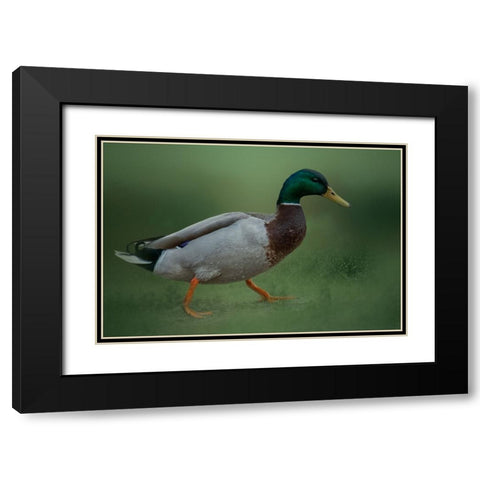 If It Walks Like a Duck Black Modern Wood Framed Art Print with Double Matting by Parker, Kelley