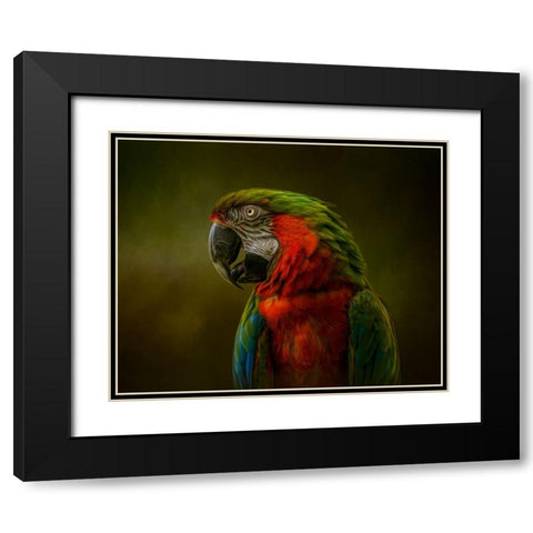Harlequin Beauty Black Modern Wood Framed Art Print with Double Matting by Parker, Kelley