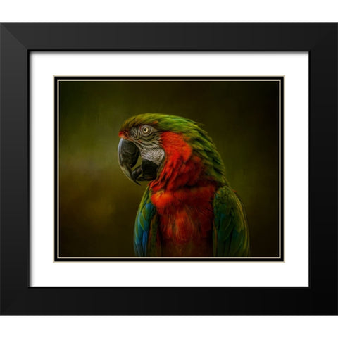 Harlequin Beauty Black Modern Wood Framed Art Print with Double Matting by Parker, Kelley