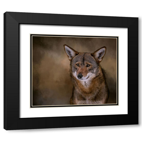 Red Bandit Black Modern Wood Framed Art Print with Double Matting by Parker, Kelley