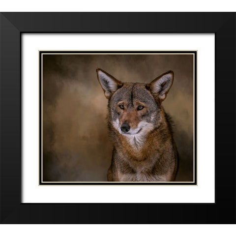 Red Bandit Black Modern Wood Framed Art Print with Double Matting by Parker, Kelley