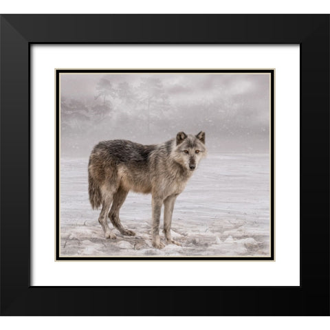 The Wolf of Winter Black Modern Wood Framed Art Print with Double Matting by Parker, Kelley