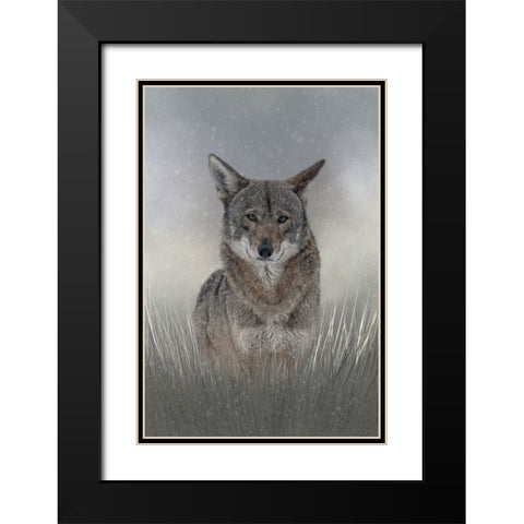 Wolf Among Us Black Modern Wood Framed Art Print with Double Matting by Parker, Kelley