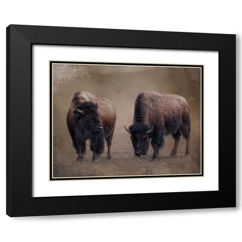 Bison Buddies Black Modern Wood Framed Art Print with Double Matting by Parker, Kelley