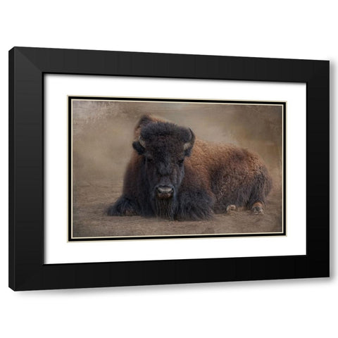 Bison at Rest Black Modern Wood Framed Art Print with Double Matting by Parker, Kelley