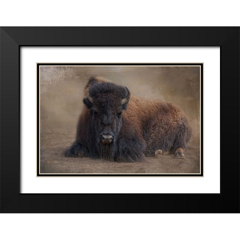 Bison at Rest Black Modern Wood Framed Art Print with Double Matting by Parker, Kelley