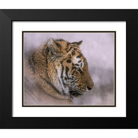 Snow Tiger Black Modern Wood Framed Art Print with Double Matting by Parker, Kelley