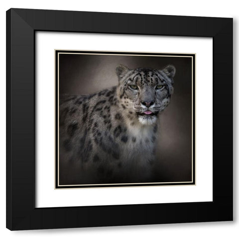 Himalayan Queen Black Modern Wood Framed Art Print with Double Matting by Parker, Kelley