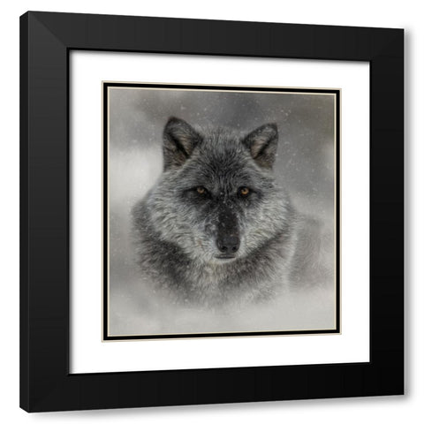 Winter Wolf Black Modern Wood Framed Art Print with Double Matting by Parker, Kelley