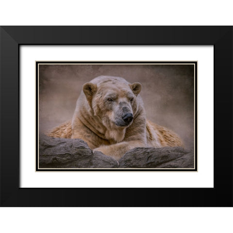 A Bears Life Black Modern Wood Framed Art Print with Double Matting by Parker, Kelley