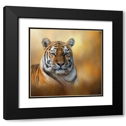Tiger Queen Black Modern Wood Framed Art Print with Double Matting by Parker, Kelley