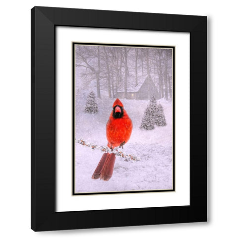 Cardinal Peace Black Modern Wood Framed Art Print with Double Matting by Parker, Kelley