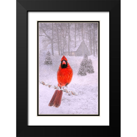 Cardinal Peace Black Modern Wood Framed Art Print with Double Matting by Parker, Kelley